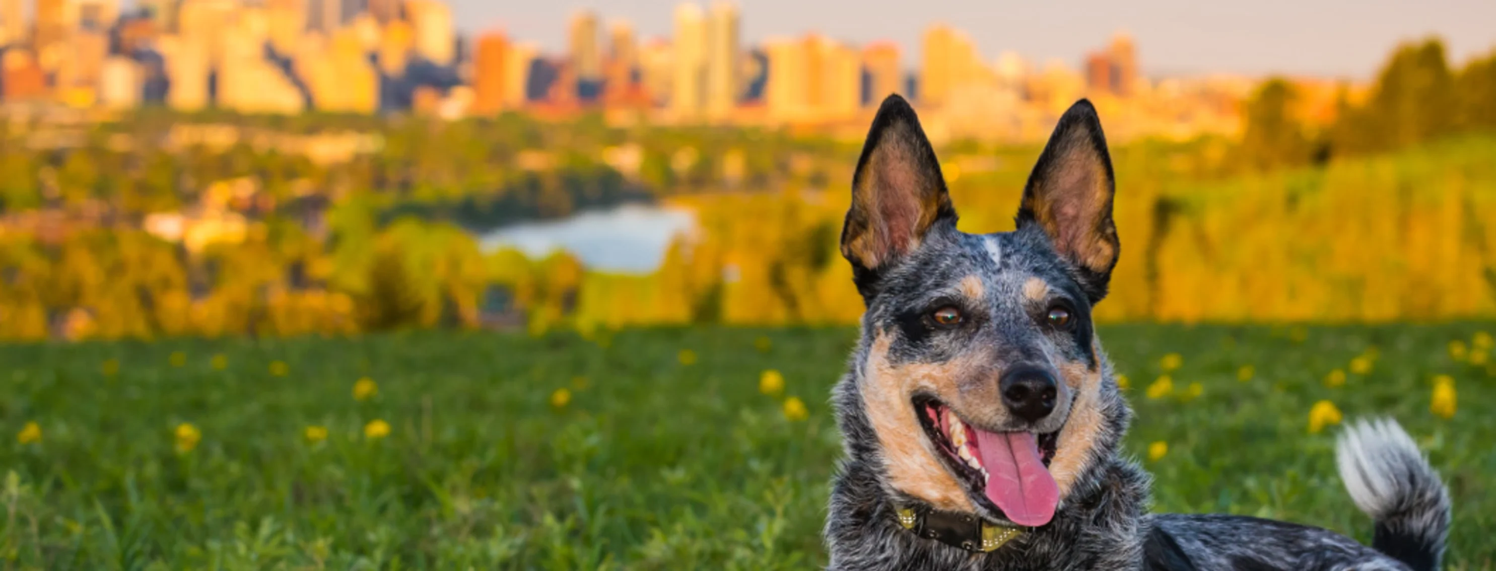 Dog in grass city skyline